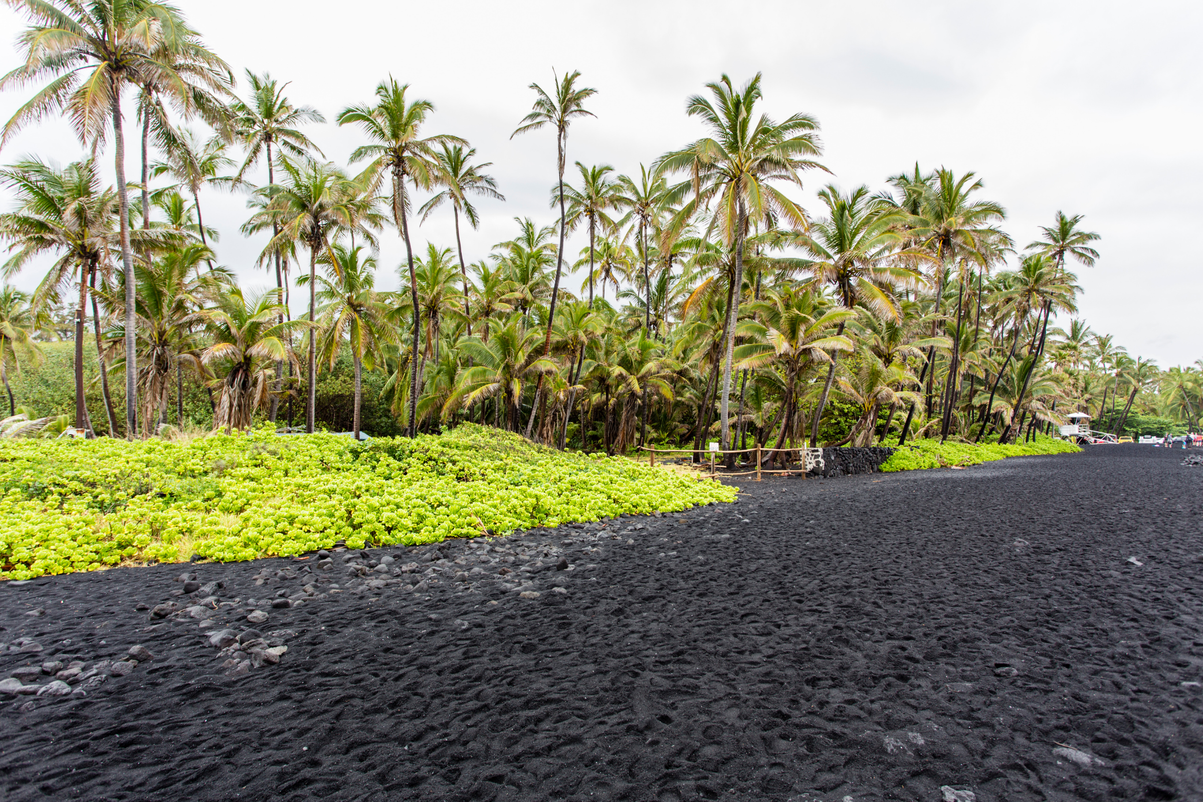 punalu'u black sands beach park, hawaii.webp